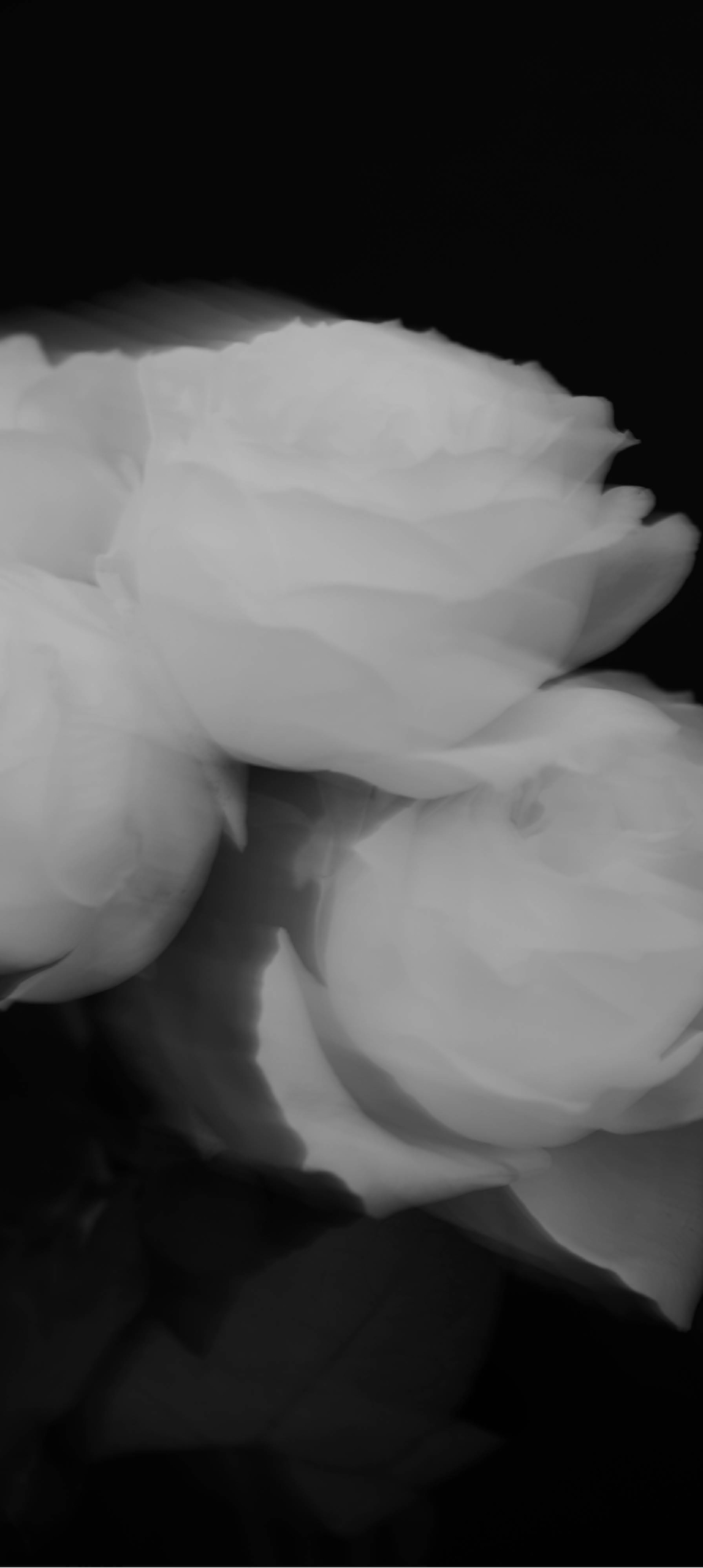 SP Image